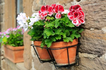 Top in pot, binnen én buiten: de Pelargonium!