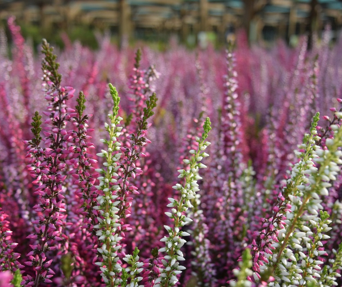 Heide Calluna Vulgaris