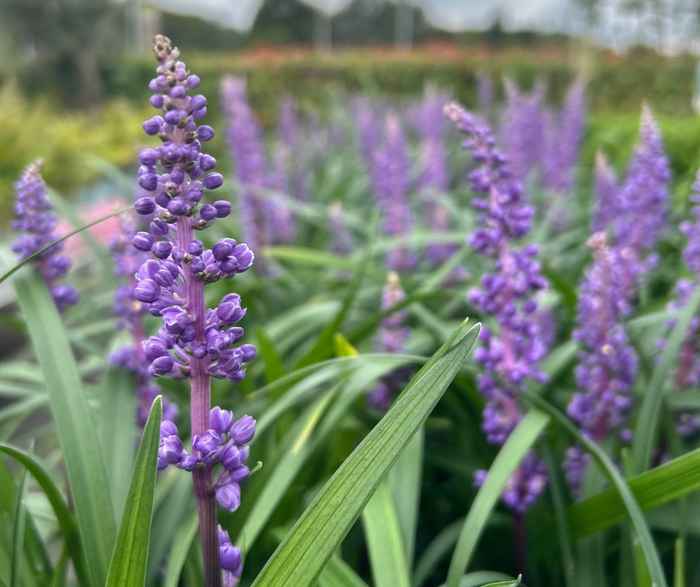 Liriope Royal Purple