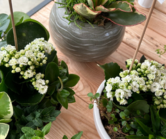 Planten arrangementen